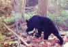 bear14.jpg (46051 bytes)