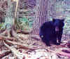 bear6.jpg (42505 bytes)