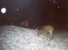 deer1.jpg (57970 bytes)